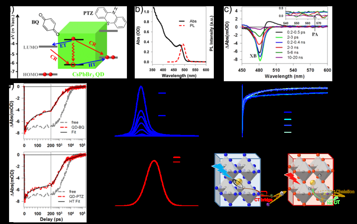Figure 2: a) Schematic illustration of CsPbBr3 NCs-Benzoquinone (and Phenothiazine) complexes and possible interfacial charge transfer and recombination pathways. b) UV-vis absorption and PL spectra of CsPbBr3 NCs. c) TA spectra of CsPbBr3 NCs upon 400 nm laser excitation at a few different time delays. d) Comparison of exciton bleach recovery kinetics of CsPbBr3 NCs-BQ and CsPbBr3 NCs-PTZ complexes. e) PL spectra of free and HQ-functionalized CsPbCl3 (top) and CsPbI3 (bottom) NCs. For CsPbCl3 NCs, increasing HQ concentration (0 to 4 mM) is shown. f) TA kinetics at the bleach maxima of free and HQ- functionalized CsPbCl3 NCs. g) Schematic of interfacial charge transfer between CsPbCl3 NCs and HQ molecule via Cl-H bond, acting as a CT bridge (left), while no CT is active in the HQ-chelated CsPbI3 NCs (right). Reproduced with permission from (a-d) and (e-g) [20,24]. Copyright 2015, 2023 American Chemical Society.