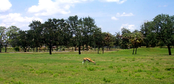 Figure 1: Typical scene of the 10-acre habitat with comingled herds of nyala (Tragelaphus anagasii), impala (Aepyceros melampus), and Thomson’s gazelle (Gazella thomsonii). Thomson’s gazelles, pictured above, were excluded from the feeding troughs by the larger nyala and impala and grazed much more often. Photo credit: Ray Ball.