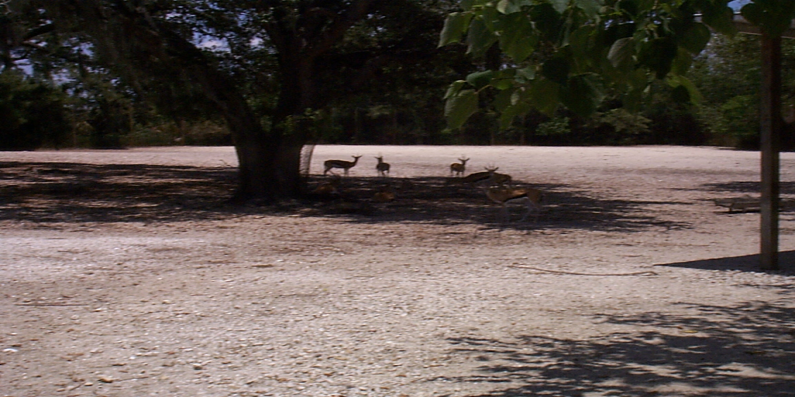 Figure 2: Dry lot habitat for the Thomson’s gazelle after being moved from the 10-acre habitat they shared with the nyala and impala. The lack of grass necessitated hay feeding and a reliance on concentrated feeds. When this herd was eventually depopulated, they were found to be hypocalcemia and had an increased prevalence of MAP. Photo credit: Ray Ball.