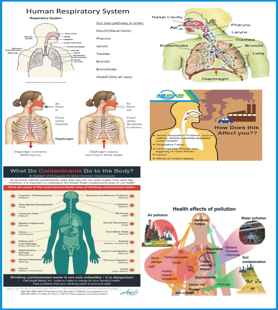 Figure 11: The human respiratory system through which air pollutants and contaminants basically access the human body [32,33].