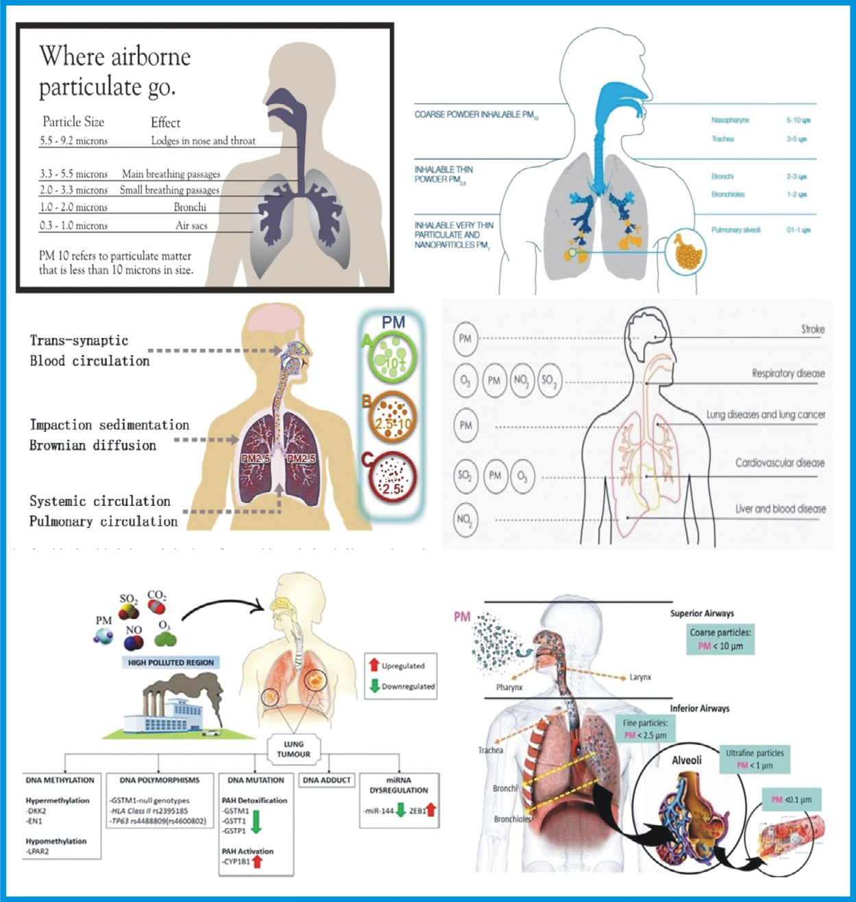 Figure 12: Show that different sizes of pollutant have specific areas in the body, where they settle to harm the body [32,33,38].
