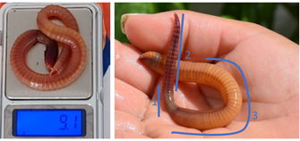 Figure 2: Gigantic individuals of Eisenia andrei (9.1 g) held at 11ºC and fed ox ruminal content (left). Modifications in their body are indicated, including (1) great dilatation of the body that begins in the segments posterior to the clitellum, [2] the typical red coloration of this species is maintained only in the segments anterior to the clitellum, and [3] the area posterior to the clitellum in these gigantic earthworms is a lighter salmon colour.