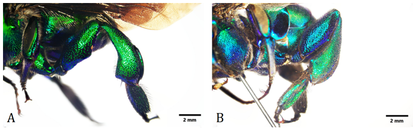 Figure 1: Hind tibia of Exaerete frontalis (A) and E. smaragdina.