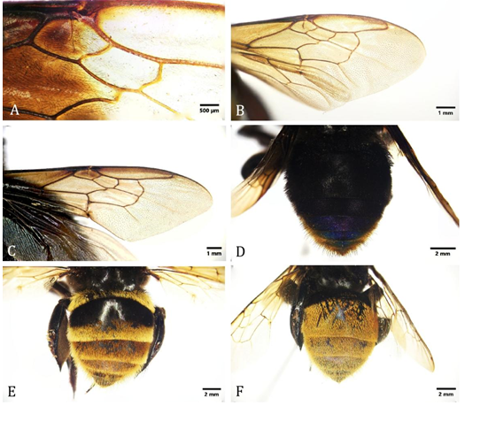 Figure 2: Wings of Eulaema meriana (A) and E. cingulata (B), abdomen of E. leucopyga (C), E. seabrai (D) and E. bombiformis (E), veins of E. meriana (F).