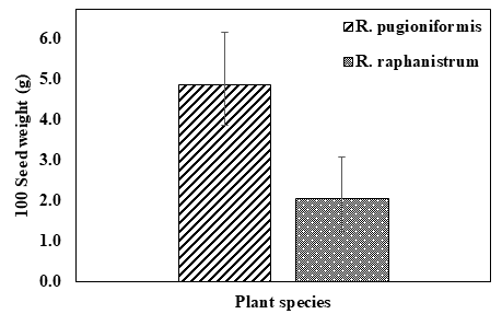 Figure 1: 100 Seed Weight of R. Pugioniformis and R. Raphanistrum in Maturity Stage (May 2021) Planted in the Common Garden.