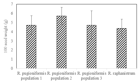 Figure 2: Weight of 100 Seed (In G) of R. Pugioniformis and R. raphanistrum in Maturity Stage Collected From Yabad in Maturity Stage (May 2021).