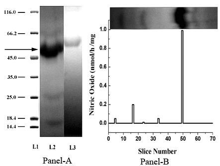 Figure 1: Presence of a novel protein from platelet cytosolic fraction and its effect on NO synthesis. Panel A- Platelet cytosolic fraction was isolated from washed platelets by freez-thaw method as described in Materials and Methods. SDS-polyacrylamide gel electrophoresis of proteins present in platelet cytosolic fraction as shown. L (Lane) 1 represents the standard base pair protein markers of known molecular weight (kDa), L2 shows the presence of proteins present in the platelet cytosolic fraction, L3 shows PAGE of the protein band in the L2 (black arrow) that was excised out and reelectrophoresed in the absence of SDS. The arrow indicates the band of interest whose NOS activity was measured as shown in Panel B. Panel B- The NO synthesis of each protein bands obtained as described in Materials and Methods were performed in presence of l-arginine using methhemoglobin method. Control was a portion of the gel of similar area without any protein band that was cut out from the gel and similarly treated with 0.9% NaCl as in the case of the identified 47 kDa protein from the gel.