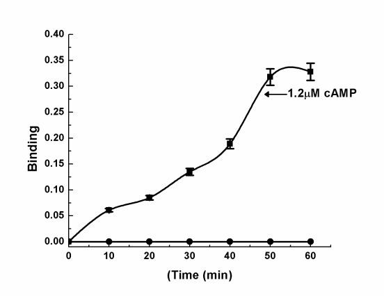 Figure 4: Amino acid sequence of α1 anti-trypsin. Standard one letter abbreviation of the amino acids are: G glycine, P proline, A alanine, V valine, L leucine, I isoleucine, M methionine, C cysteine, F phenylalanine, Y tyrosine, W tryptophan, H histidine, K lysine, R arginine, Q glutamine, N asparagine, E glutamic acid, D aspartic acid, S serine, T threonine