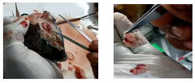 Figure 1: Collection of pituitary extract from tilapia fish.