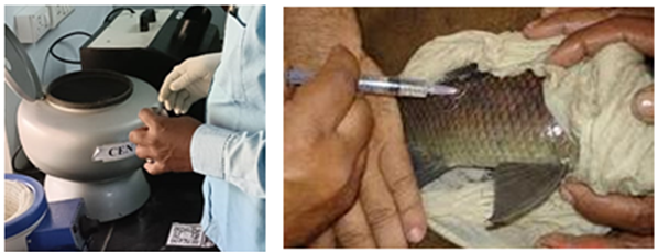 Figure 2: Injecting pituitary extract to brooder fish.