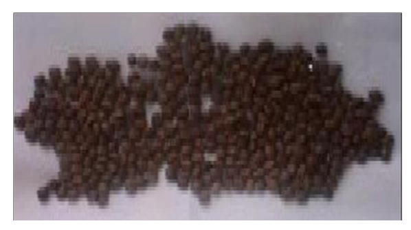 Figure 2: Dark-Ash Solojo Cowpea.