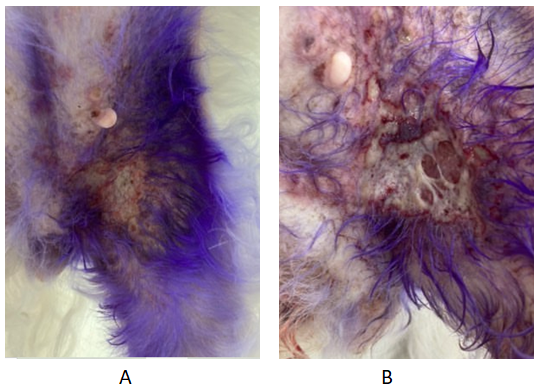 Figure 1: ** Medial region of left pelvic limb and ventral abdomen.