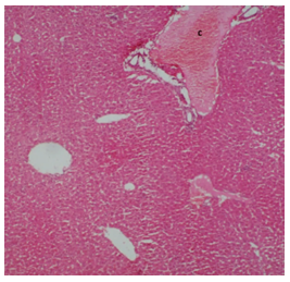 Figure 7: Photomicrograph showing a kidney section from a control mouse showing normal tubular epithelium stained with H&E (400X magnification).