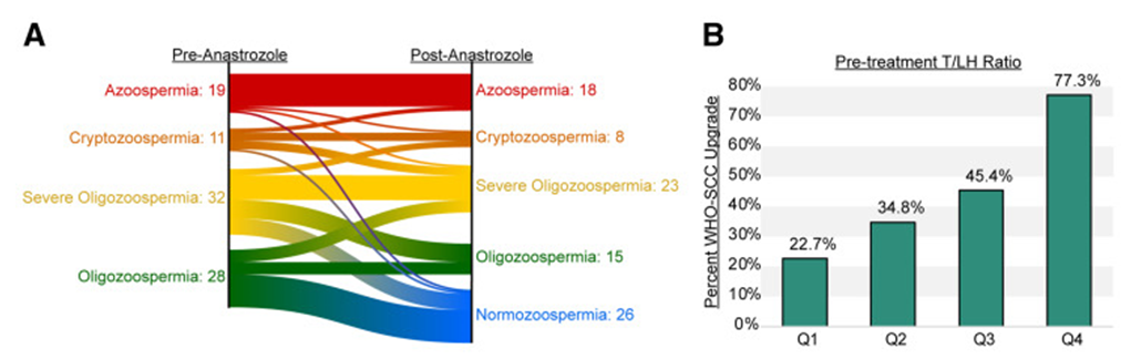 Figure 1: Courtesy ref no-13-The testosterone-to-luteinizing (T-LH) hormone ratio predicts response to anastrozole treatment, according to an upgrade in the World Health Organization sperm classification category (WHO-SCC). (A) 46% (n = 41/90) of the multi-institutional cohort experienced a WHO-SCC upgrade after initiating anastrozole therapy. Non responders included the 42% (n = 38/90) of the cohort that remained in the same WHO-SCC group and the 12% (n = 11/90) of the cohort who experienced a downgrade after the treatment. (B) Higher levels of the T-LH ratio identify those with a clinically significant response to anastrozole, with the highest quartile (Q4) being associated with a 77.3% incidence of WHO-SCC upgrade.