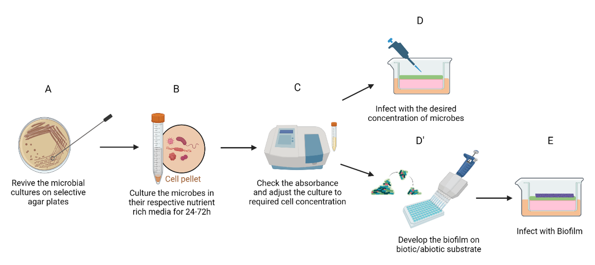 Figure 1: Protocol for bacterial infection of oral mucosal models. Following revival of microorganisms (A), they are cultured in respective nutrient rich media for 24-48 hours (B). Once the absorbance has been verified (C), the microorganisms could be directly infected on the mucosal model at the desired concentration (D). Alternatively, a biofilm could be developed on a substrate (D’) prior to infection (E).
