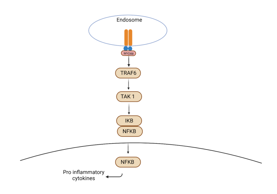 Figure 2: MyD88 dependent signalling pathway involved in bacterial recognition. MyD88 engages with TNF receptor- associated factor 6 (TRAF6), which activates MAPK kinase (MAPKKK) TAK1. The latter instigates I kappa B (IKB) and nuclear factor kappa light chain enhancer of activated B cells (NF-kB), ultimately resulting in the production of pro- inflammatory cytokines.