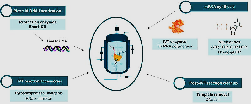 Figure 3: mRNA vaccine manufacturing.
