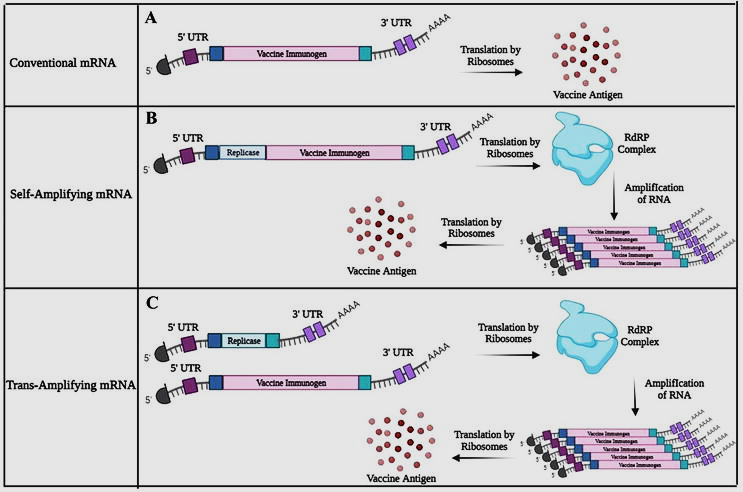 Figure 4: Conventional, self-amplifying, and trans-amplifying mRNA vaccine designs.