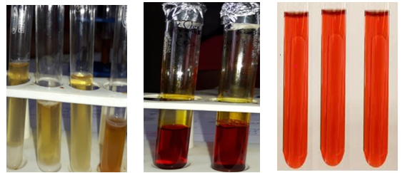 Figure 1: Salt tolerance, phenol red dextrose broth test and carbohydrate fermentation of isolates obtained from the curd sample.