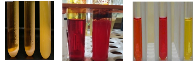Figure 2: Salt tolerance, phenol red dextrose broth test and carbohydrate fermentation of isolates obtained from the cheese sample.