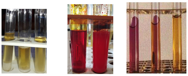 Figure 4: Salt tolerance, phenol red dextrose broth test and carbohydrate fermentation of isolates obtained from the buttermilk sample.