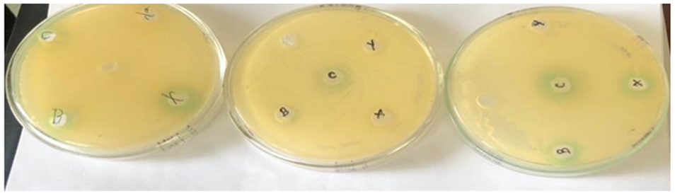 Figure 9: Antimicrobial activity of probiotic strains against test organisms.