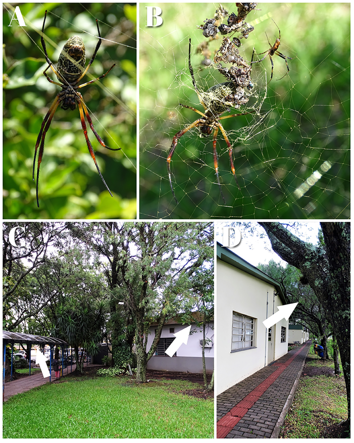 Figure 2: Location of Trichonephila sexpunctata in Campus Uruguaiana of Federal University of Pampa. A, B) Observed in trees, shrubs of pasture areas. C, D) Observed in anthropic environments.