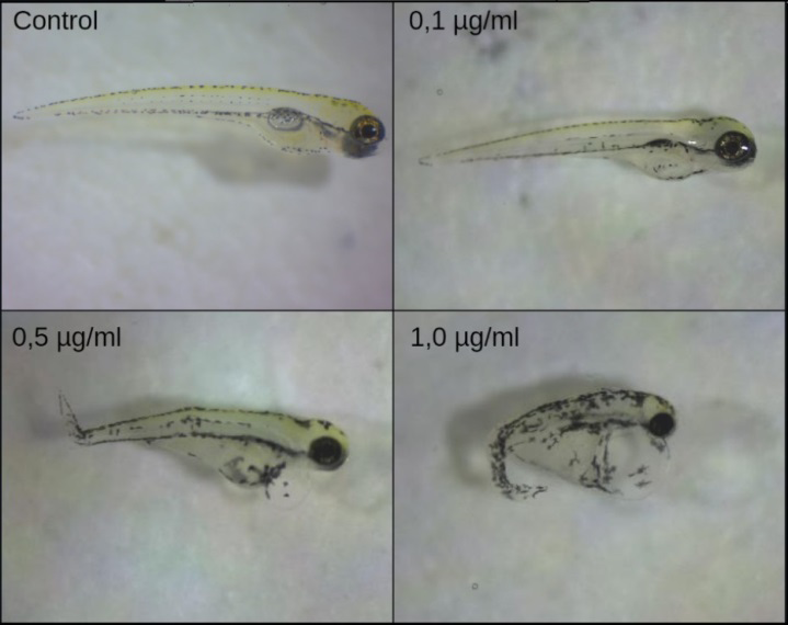 Figure 2: Survival and hatching rate of embryos treated with different concentrations of CQ; a) Survival curve generated by software package. The colors for the different concentrations exposed to the Control and Clioquinol groups are distributed as indicated in the legend; b) Evaluation of the hatching rate of exposed embryos at 72 hours. Data were submitted to the One- way ANOVA statistical test. Data are expressed as mean ± SEM.