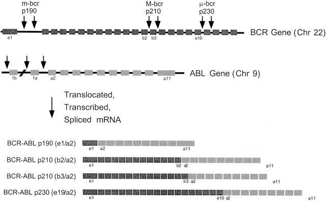 Figure 2: Diagrammatic representation of the _BCR_ and _ABL_ genes and the corresponding _BCR-ABL_ fusion transcripts. Arrows designate three different breakpoint cluster regions in the BCR gene [6-8]. Breaks in the M-BCR are most commonly associated with CML, the m-BCR with ALL, and the μ-BCR with chronic neutrophil leukaemia. _ABL_ breakpoints usually occur between exons 1a and 2, resulting in fusion transcripts containing the tyrosine kinase domain of the _ABL_ gene and variable portions of the _BCR_ gene [9].