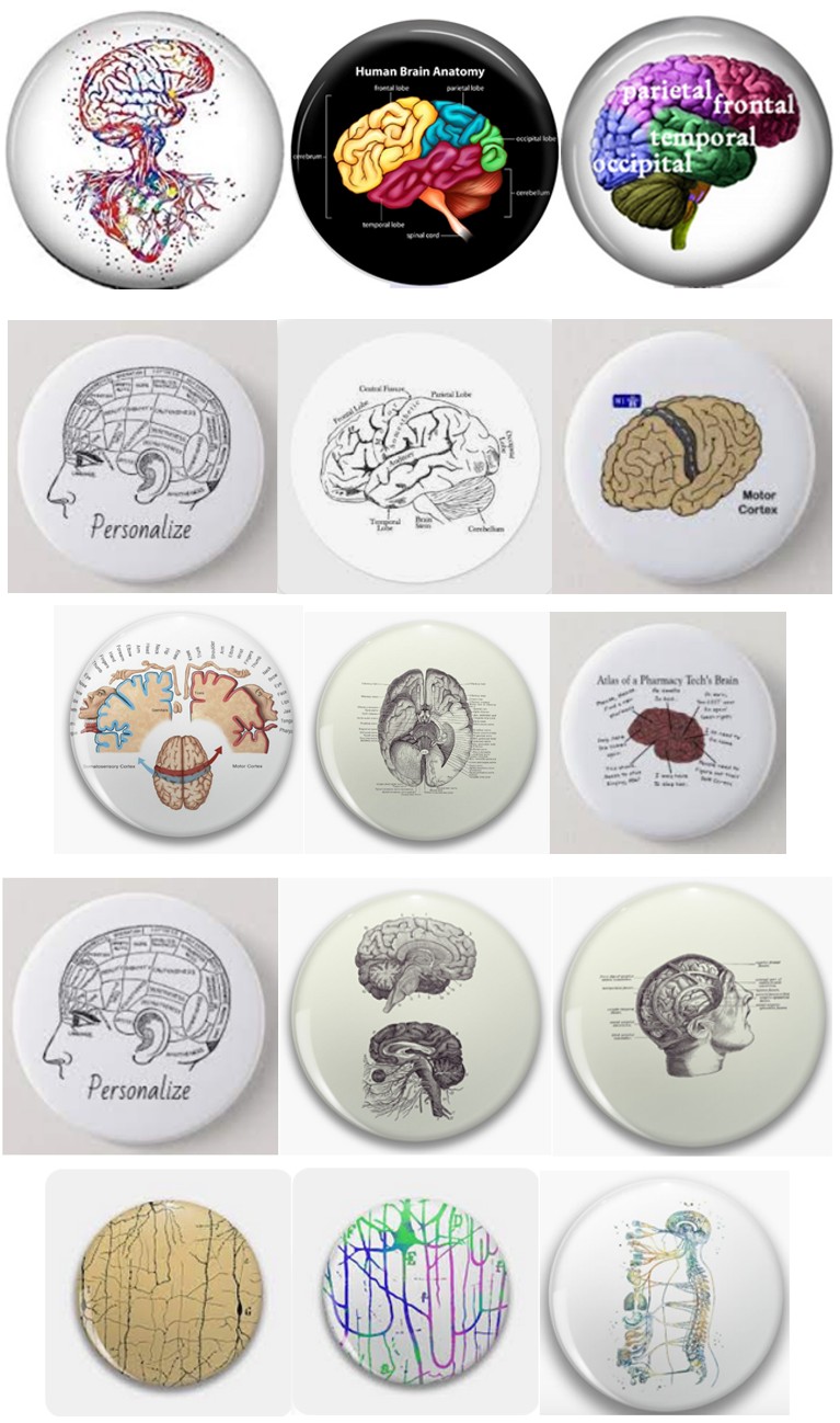 Figure 1: Diagrams of the structure of the human brain and nervous system.