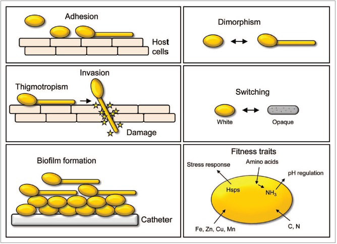 Figure 1: Schematic representation of the main virulence factors of the Candida genus [21].