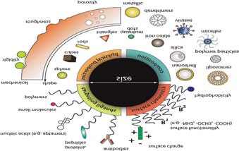 Figure 2: The functional properties of nanoparticles, including drug loading and release kinetics, fluorescence, cell targeting, diffusion, cellular uptake, and many more, can all be controlled by adjusting the material composition, surface characteristics, and functional groups. Nanoparticles’ modular design makes them suitable for enhancing the delivery of molecules for certain bio applications.