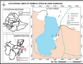 Figure 1: Map of Lake Hawassa Ethiopia Showing Various Sampling Sites as Evaluated by Melaku Z, et al. [7].