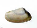 Figure 1: Donaxtrunculus (Source: FAO, 2008).