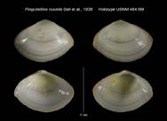 Figure 2: Katelysia opima (Source: India Biodiversity Portal).