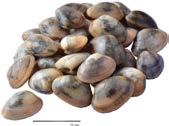 Figure 3: Paphiamalabarica (Source: Sukumaran S, et al. [13]).