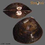 Figure 9: Polymesodaerosa (Source: www.sealifebase.ca)