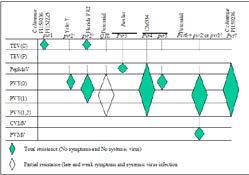 Figure 1: Variability of Potyviruses Infecting Pepper and Analysis of Resistance Sources [22].