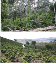 Figure 1: A traditional diversified coffee agroforestry system in Colombia (above) with minimal need of external inputs as beneficial above and below ground biodiversity interactions sponsor soil quality, plant health, productivity and resilience. An input dependent coffee monoculture (below) lacking biodiversity and self-regulating mechanisms.