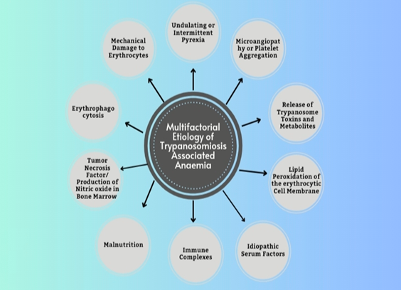Figure 2: Diagrammatic representation of multiple etiology of anaemia in trypanosomiosis leading to haemolytical anaemia include.