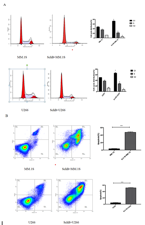 Figure 2: SchB induces cell cycle arrest at G0/G1 phase and the apoptosis of MM cell lines. (A) the cell cycle of MM.1S and U266; (B) the apoptosis of MM.1S and U266; Data represent one of the three independent experiments, each performed in triplicate. ∗𝑃 < 0.05, ∗∗∗𝑃 < 0.001.