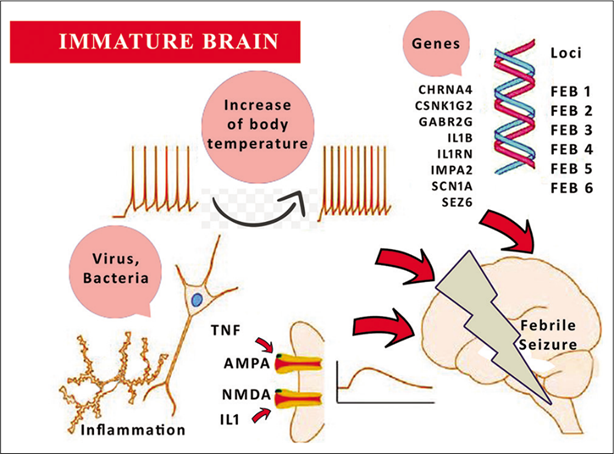 Figure 2: Immature Braine.