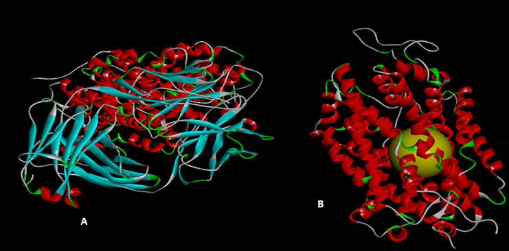 Figure 2: A. SERT bound to paroxetine PDB id 6W2C obtained from the protein data bank. B. Active site coordinates x=31.565, y=181.714, z=142.29 of SERT with Paroxetine.