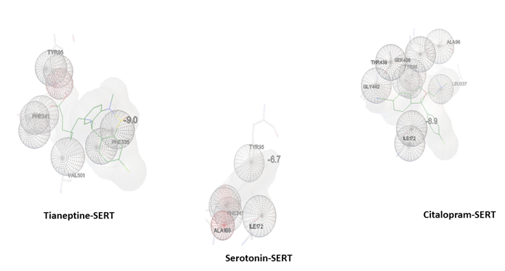 Figure 3: Docking poses generated by autodock Vina. tianeptine shows highest binding energy in complex with SERT -9 kcal/ mol > citalopram -8.9 > serotonin -6.8kcal/mol