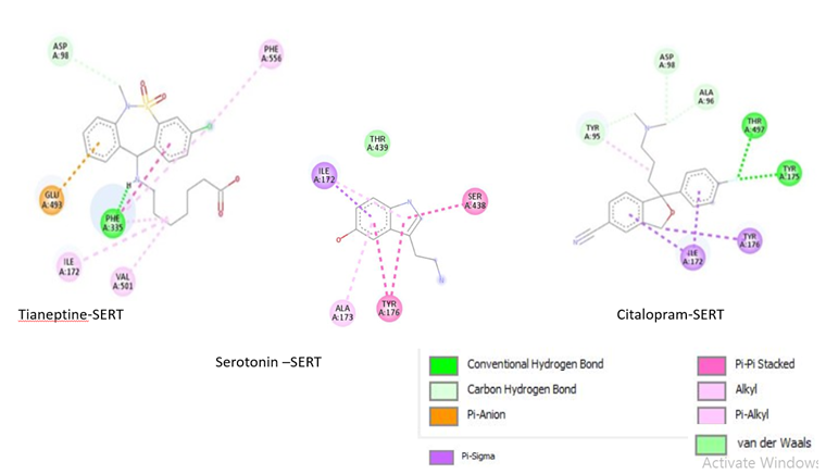 Figure 5: 2D interaction of SERT with ligands; Tianeptine-SERT. Citalopram-SERT .Serotonin –SERT obtained by discovery studio. Figure shows conventional hydrogen bond, Van der Waals forces, carbon hydrogen bond, Pianion, Pi-sigma, pi-pi- stacked, pi-alkyl bonds with lime green color, pale green color, light cyan color, yellow color, violet color, pink and light pink color respectively.