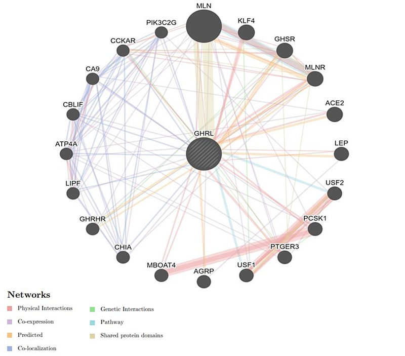 Figure 2: Gene-gene interaction network of GHRL using a GeneMANIA server.