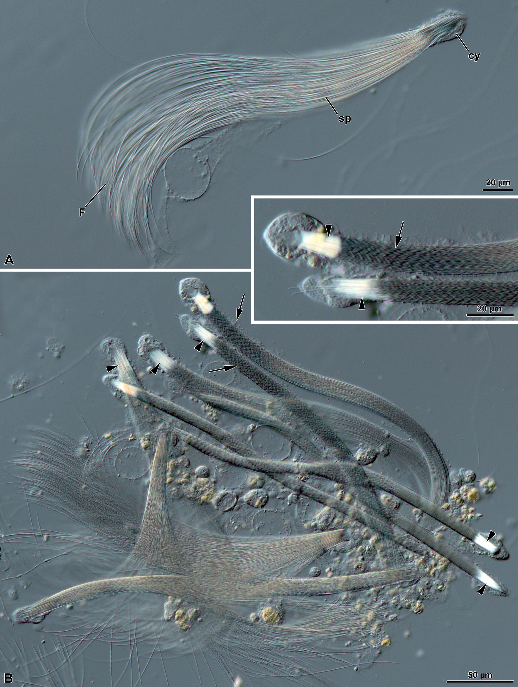 Figure 1: Meligethes flavimanus. A) A long sperm bundles after interference contrast microscope, with many sperm (sp) anchored at the apical region by residual cyst cell (cy), and free flagella (F). B) Several sperm bundle still contained in the cyst cells. The sperm flagella are tightly connected and show evident windings (arrows). In the inset, a detail of the apical region of a sperm cyst to show the twisting of inner sperm. Note the apical nuclear shining region (arrowheads).