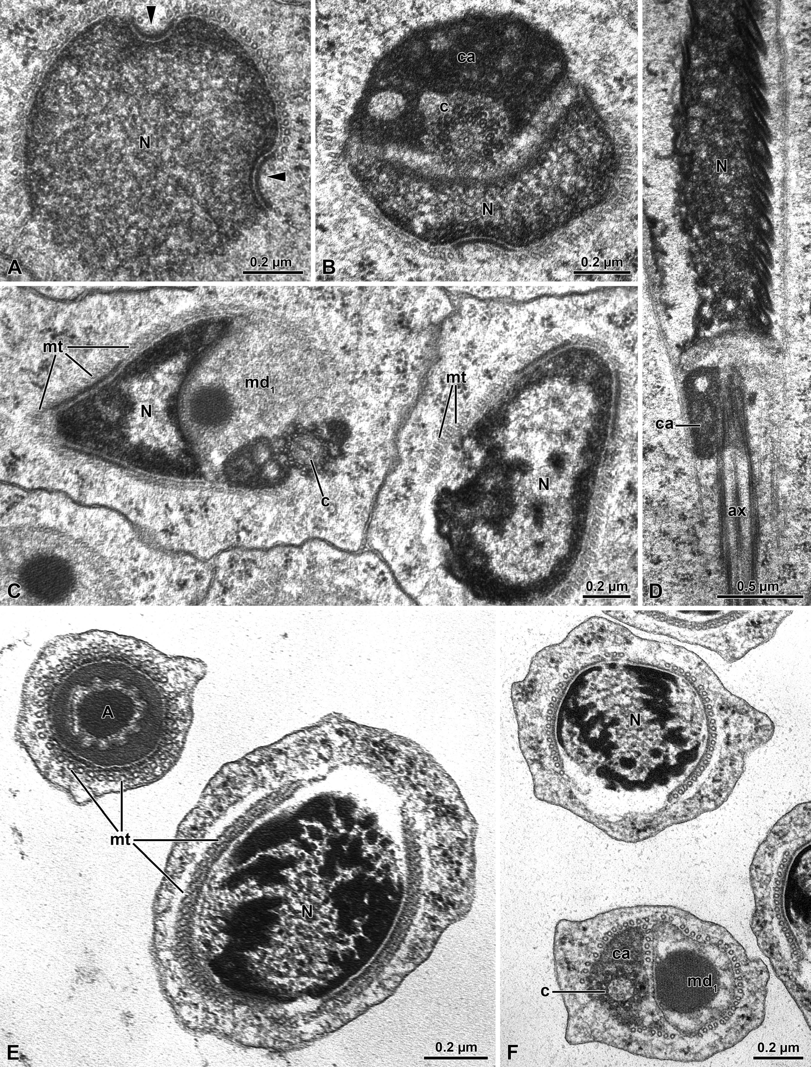 Figure 3: Meligethes flavimanus. A) Cross section through the early nucleus (N) showing the two opposite infoldings of the nuclear envelope (arrowheads). Note the uniform density of chromatin. B) Cross section through the centriolar region with a remnant of nucleus (N), the large centriole adjunct material (ca) surrounding the centriole (c). C) Cross section of the basal nuclear region with the nucleus (N) the centriole (c) and the large mitochondrial derivative (md). Note the layer of microtubules (mt) surrounding the spermatid nucleus. D) Longitudinal section through the spermatid nucleus (N) with the centriole surrounded by the centriole adjunct material (ca) and the axoneme (ax). E) Cross section of still early spermatids with the acrosome (A) and the nucleus (N) surrounded by a layer of microtubules (mt). F) Cross section of early spermatids with the nucleus (N) and the centriolar region with the centriole (c) surrounded by the centriole adjunct material (ca) and the large mitochondrial derivative (md1).