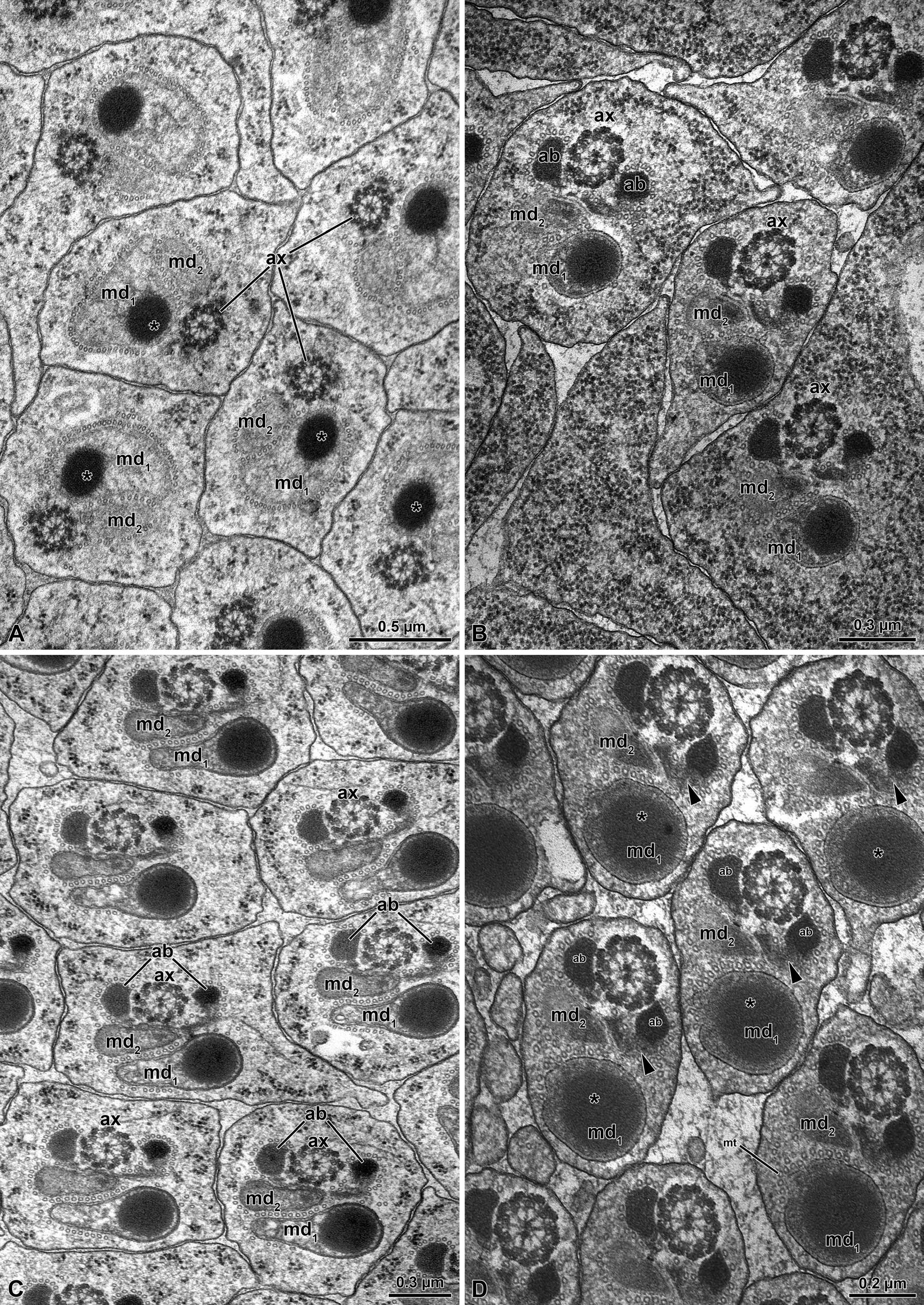 Figure 4: Meligethes flavimanus. A) Cross section of early spermatid flagella with the axoneme (ax), the two unequal mitochondrial derivatives (md1 and md2), the larger one (md1) containing an electron-dense globular material (asterisk). Note that accessory bodies are not yet visible. B-C) Cross section through advanced spermatids with the two unequal mitochondrial derivatives (md1 and md2) and the two accessory bodies (ab) on both sides of the axoneme (ax). D) Cross section of almost mature spermatozoa with the two unequal mitochondrial derivatives (md1 and md2), the larger one (md1) filled with electron-dense material (asterisk) and the right accessory body (ab) with an extension of electron-dense material (arrowhead). A layer of microtubules (mt) still surrounds the structures.