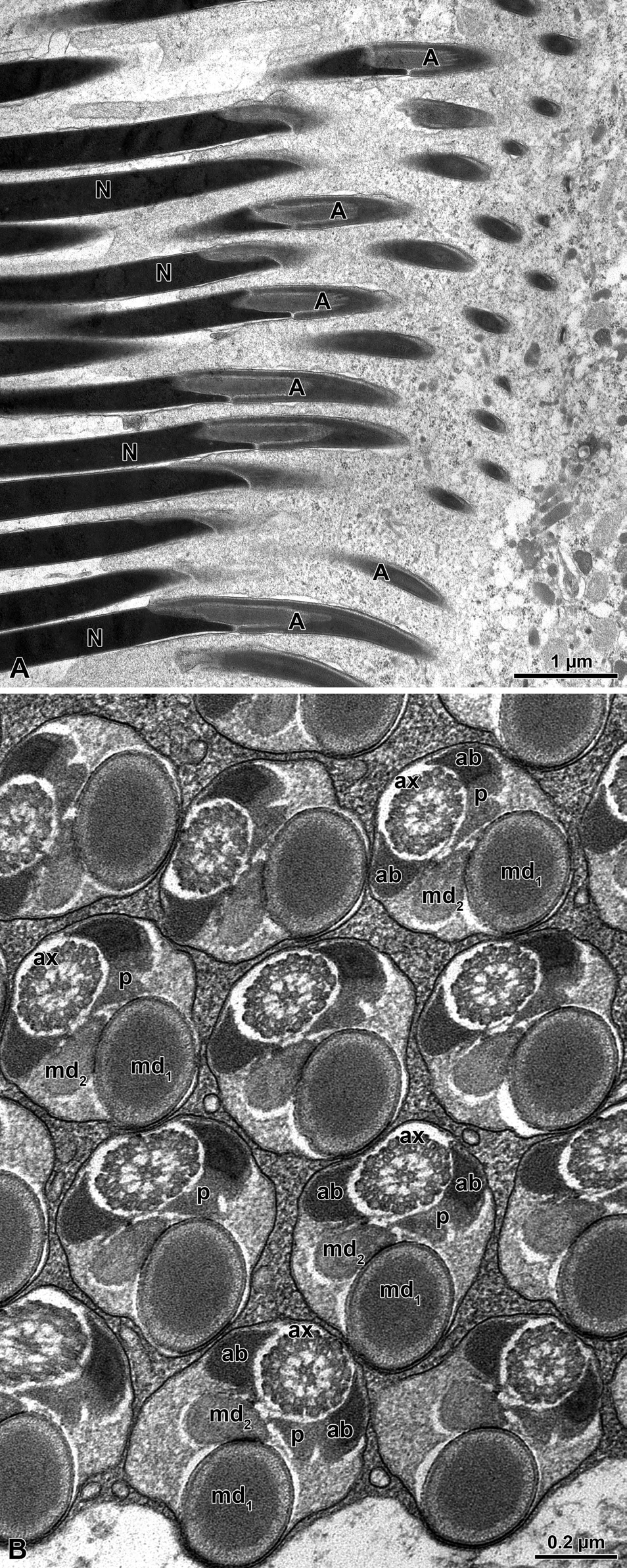 Figure 5: Meligethes flavimanus. A) Longitudinal section through mature sperm. A, acrosome; N, nucleus. B) Crosssection through sperm flagellar axoneme (ax) with the two unequal mitochondrial derivatives (md1 and md2), the two similar accessory bodies (ab); that on the right side is provided with a puff-like body (p). Note also that the position of the large mitochondrial derivative and the axoneme are on the same longitudinal axis of the flagella.